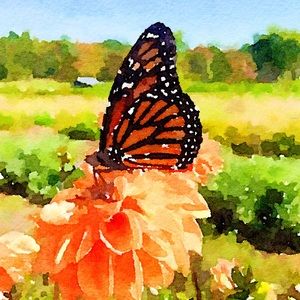 Meet your Posher, Lisa